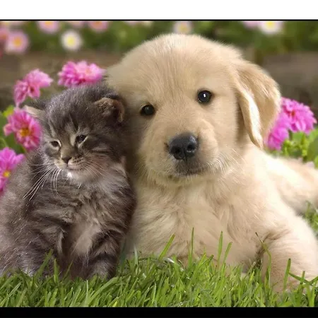 Exclusive - Countryside With Pool * 파라노